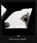 NRW-SCHNEEBÄR.jpg