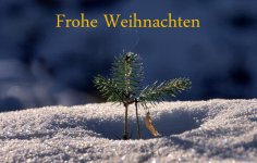 frohe-weihnachten (1).jpg