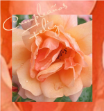 Screenshot 2024-02-26 121447.png