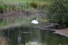 Z61_0150.jpg Z61_0150.jpg