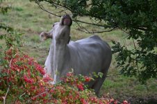 Z61_0143.jpg Z61_0143.jpg