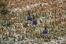 Z61_0130.jpg Z61_0130.jpg