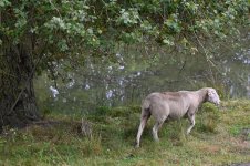 Z61_0127.jpg Z61_0127.jpg