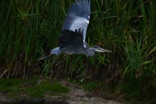 Z61_0087.jpg Z61_0087.jpg