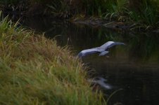 Z61_0091.jpg Z61_0091.jpg